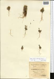 Draba altaica (C. A. Mey.) Bunge, Middle Asia, Pamir & Pamiro-Alai (M2) (Tajikistan)