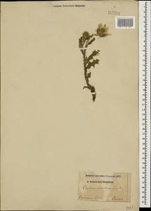 Carduus poliochrus Trautv., Caucasus, Dagestan (K2) (Russia)
