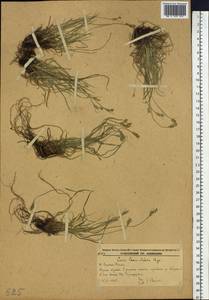 Carex leucochlora Bunge, Siberia, Russian Far East (S6) (Russia)