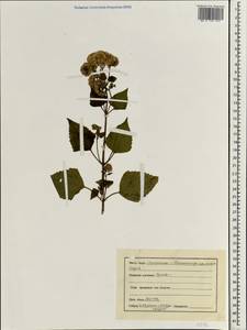 Chromolaena odorata (L.) R. King & H. Rob., South Asia, South Asia (Asia outside ex-Soviet states and Mongolia) (ASIA) (India)