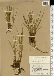 Carex salina Wahlenb., Eastern Europe, Northern region (E1) (Russia)