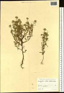 Symphyotrichum ciliatum (Ledeb.) G. L. Nesom, Siberia, Russian Far East (S6) (Russia)