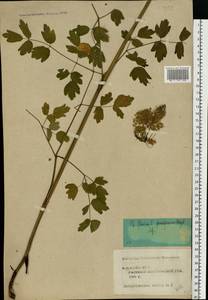 Thalictrum flavum L., Eastern Europe, Central forest region (E5) (Russia)