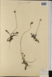 Hypochaeris radicata L., Western Europe (EUR) (Italy)