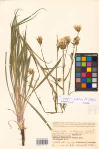 Tragopogon podolicus Besser ex DC., Eastern Europe, Lower Volga region (E9) (Russia)