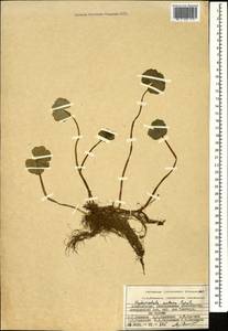 Hydrocotyle ranunculoides L. fil., Caucasus, Azerbaijan (K6) (Azerbaijan)