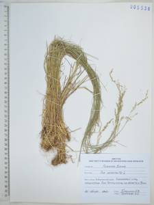 Poa nemoralis L., Siberia, Russian Far East (S6) (Russia)