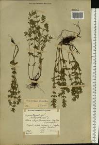 Clinopodium acinos (L.) Kuntze, Eastern Europe, North Ukrainian region (E11) (Ukraine)