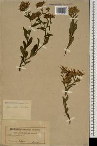 Aster amellus subsp. bessarabicus (Bernh. ex Rchb.) Soó, Caucasus (no precise locality) (K0)
