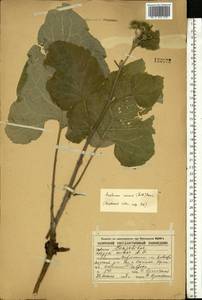 Arctium minus (Hill) Bernh., Eastern Europe, Central forest-and-steppe region (E6) (Russia)