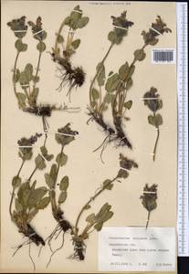 Dracocephalum grandiflorum L., Middle Asia, Northern & Central Tian Shan (M4) (Kazakhstan)
