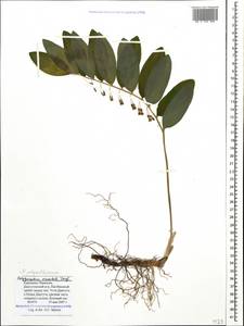 Polygonatum orientale Desf., Caucasus, Stavropol Krai, Karachay-Cherkessia & Kabardino-Balkaria (K1b) (Russia)