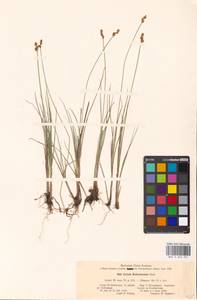 Carex heleonastes Ehrh. ex L.f., Eastern Europe, North-Western region (E2) (Russia)