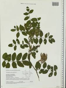 Astragalus glycyphyllos L., Eastern Europe, Central region (E4) (Russia)