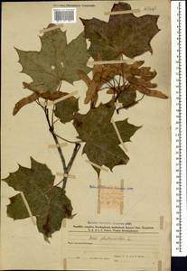 Acer platanoides L., Caucasus, Azerbaijan (K6) (Azerbaijan)