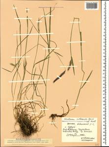 Hordeum brevisubulatum (Trin.) Link, Caucasus, Dagestan (K2) (Russia)