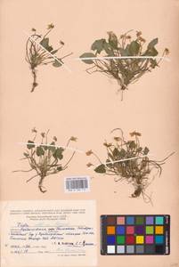 Viola collina Besser, Eastern Europe, Middle Volga region (E8) (Russia)