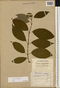 Cornus alba L., Eastern Europe, Latvia (E2b) (Latvia)