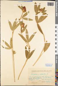 Trifolium alpestre L., Eastern Europe, North Ukrainian region (E11) (Ukraine)
