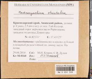Plasteurhynchium striatulum (Spruce) M. Fleisch., Bryophytes, Bryophytes - North Caucasus & Ciscaucasia (B12) (Russia)