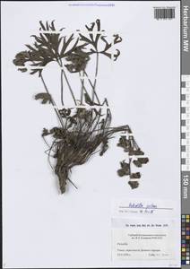 Pulsatilla patens (L.) Mill., Siberia, Western Siberia (S1) (Russia)