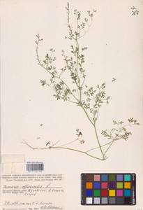 Fumaria officinalis L., Eastern Europe, Central region (E4) (Russia)