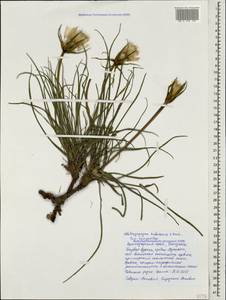 Tragopogon tuberosus C. Koch, Caucasus, Black Sea Shore (from Novorossiysk to Adler) (K3) (Russia)