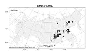 Tofieldia cernua Sm., Atlas of the Russian Flora (FLORUS) (Russia)
