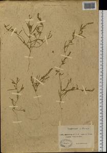 Corispermum sibiricum Iljin, Siberia, Yakutia (S5) (Russia)