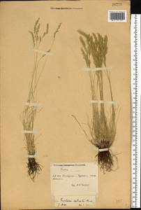 Festuca valesiaca Schleich. ex Gaudin, Eastern Europe, South Ukrainian region (E12) (Ukraine)