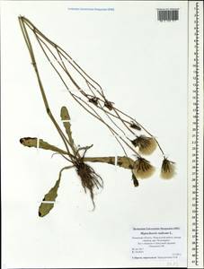 Hypochaeris radicata L., Eastern Europe, North-Western region (E2) (Russia)