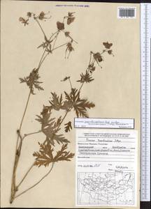 Geranium pratense L., Mongolia (MONG) (Mongolia)