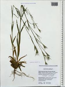 Dianthus armeria L., Caucasus, Krasnodar Krai & Adygea (K1a) (Russia)