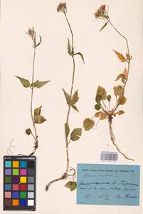 Valeriana tripteris L., Eastern Europe, West Ukrainian region (E13) (Ukraine)