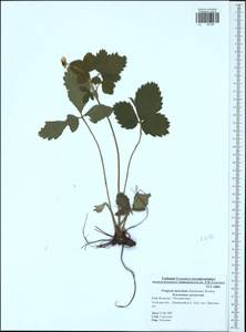 Fragaria moschata Duchesne, Eastern Europe, Central region (E4) (Russia)