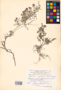 MHA 0 156 899, Thymus calcareus Klokov & Des.-Shost., Eastern Europe, Lower Volga region (E9) (Russia)