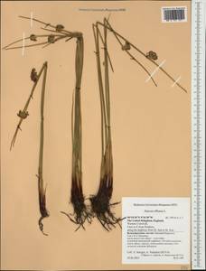 Juncus effusus L., Western Europe (EUR) (United Kingdom)