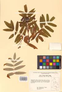 Sorbus aucuparia subsp. glabrata (Wimm. & Grab.) Hedl., Siberia, Chukotka & Kamchatka (S7) (Russia)