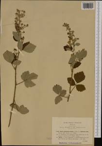 Rubus canescens DC., Western Europe (EUR) (Italy)