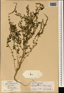 Amaranthus spinosus L., South Asia, South Asia (Asia outside ex-Soviet states and Mongolia) (ASIA) (China)