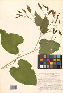 Lunaria rediviva L., Eastern Europe, Belarus (E3a) (Belarus)
