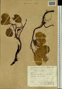 Salix reticulata L., Siberia, Chukotka & Kamchatka (S7) (Russia)