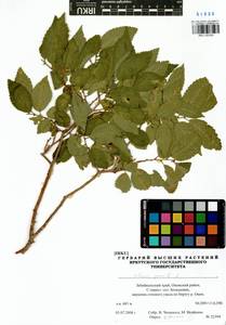 Ulmus pumila L., Siberia, Baikal & Transbaikal region (S4) (Russia)