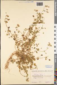 Medicago lupulina L., Eastern Europe, North Ukrainian region (E11) (Ukraine)