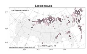 Lagotis glauca Gaertn., Atlas of the Russian Flora (FLORUS) (Russia)