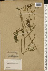 Dichoropetalum carvifolia (Vill.) Pimenov & Kljuykov, Eastern Europe, South Ukrainian region (E12) (Ukraine)