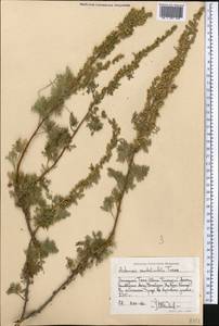 Artemisia stechmanniana Besser, Middle Asia, Western Tian Shan & Karatau (M3) (Kazakhstan)