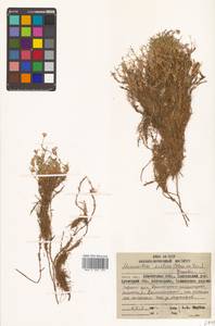 Cherleria arctica (Steven ex Ser.) A. J. Moore & Dillenb., Siberia, Chukotka & Kamchatka (S7) (Russia)