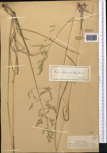 Poa sibirica Roshev., Middle Asia, Dzungarian Alatau & Tarbagatai (M5) (Kazakhstan)