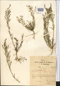 Thesium ramosum Hayne, Middle Asia, Northern & Central Kazakhstan (M10) (Kazakhstan)